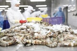 Xuất khẩu tôm đạt 1,5 tỷ USD sau 4 tháng, áp lực cạnh tranh vẫn bủa vây
