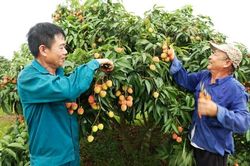 Bắc Ninh bảo đảm các điều kiện tiêu thụ vải thiều thuận lợi
