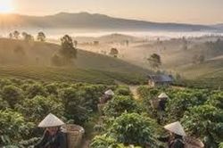 Giá tiêu hôm nay 21/5/2026: Thị trường ổn định, cao nhất 142.000 đồng/kg