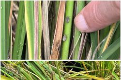 Tập trung cao độ phòng trừ rầy lứa 3 bảo vệ lúa cuối vụ Xuân