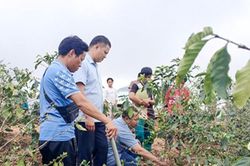 Mở đường, dẫn vốn cho nông, lâm nghiệp Chiềng Khoong