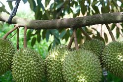 Chuẩn hóa quy trình canh tác, cây trồng tỷ đô không lo 'sầu'