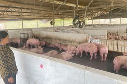 43 xóm, tổ dân phố thuộc 22 xã, phường có lợn mắc bệnh dịch tả lợn châu Phi
