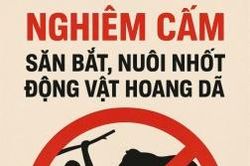 Quyết liệt ngăn chặn nạn săn bắt, mua bán động vật hoang dã trái phép