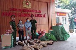 Công an TP Hà Nội bắt giữ đường dây tàng trữ, vận chuyển ngà voi và thuốc lá lậu trái phép