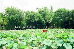 Hương sen còn mãi với Người
