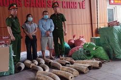 Phá đường dây tội phạm liên quan 242kg ngà voi, gần 70.000 bao thuốc lá lậu