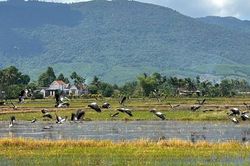 H&agrave;ng trăm con c&ograve; qu&yacute; hiếm bay tr&ecirc;n c&aacute;nh đồng, b&iacute; thư x&atilde; cảnh b&aacute;o người d&acirc;n