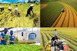 Tín dụng xanh mở đường cho chuyển đổi nông nghiệp bền vững