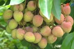 Hơn 20 tấn vải sớm Phúc Hòa được xuất khẩu sang thị trường Bắc Mỹ