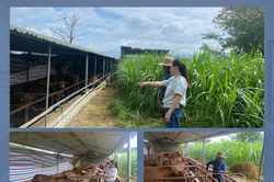 Không chủ quan với vi rút lở mồm long móng SAT1