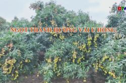 Ngọt thanh hương vải U Hồng