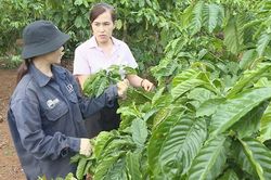 Nới vốn chính sách, nông dân thêm nguồn lực đầu tư sản xuất