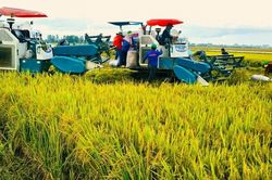 Thị trường tín chỉ carbon: Cơ hội mới cho nông nghiệp phát thải thấp