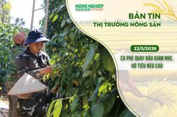 Thị trường nông sản 22/5/2026: Cà phê quay đầu giảm nhẹ, hồ tiêu neo cao