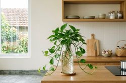 5 loại cây thích hợp trồng trong phòng bếp, giúp khử mùi hiệu quả