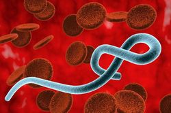 Chưa có vaccine chủng Ebola mới, Bộ Y tế khẩn cấp lên phương án ứng phó