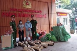 Từ 5 chiếc đầu chim Hồng Hoàng, công an khám phá đường dây buôn ngà voi cực lớn