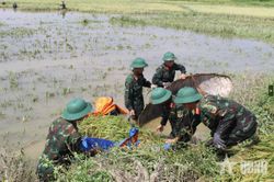 Giữa đồng ngập nước, cán bộ, chiến sĩ Trung đoàn 165 khẩn trương giúp dân cứu lúa