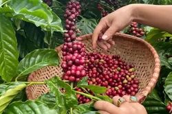 Giá nông sản ngày 23/5: Cà phê nhích nhẹ, hồ tiêu đi ngang