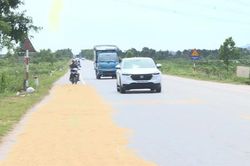 Phơi lúa trên đường – hành động nhỏ, hậu quả lớn
