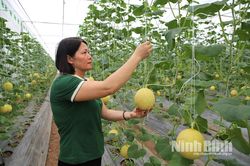 Xây dựng hệ sinh thái khởi nghiệp đổi mới sáng tạo trong thanh niên