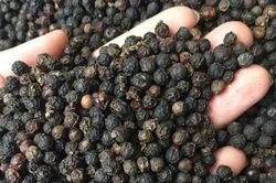 Hạt tiêu Tiên Phước (Đà Nẵng) được bảo hộ chỉ dẫn địa lý