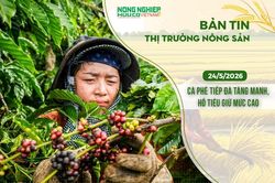 Thị trường nông sản 24/5/2026: Cà phê tiếp đà tăng mạnh, hồ tiêu giữ mức cao