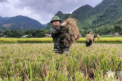 Nghệ An: Cao điểm thu hoạch mùa, bộ đội, công an xuống đồng giúp dân