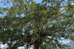 Những 'báu vật xanh' trăm tuổi mở hướng du lịch sinh thái ở vùng biên Quảng Ninh