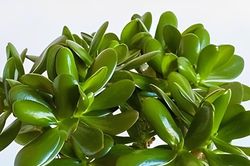 Top 5 cây phong thủy để bàn làm việc được dân văn phòng yêu thích
