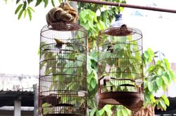 Các con sắp đưa cháu về quê nghỉ hè, ông bà nội tất bật 'giấu tài sản'