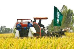 Xây dựng thương hiệu 'Gạo Việt xanh phát thải thấp'