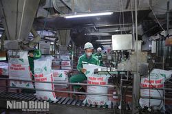 Giá phân bón “nóng” theo xung đột Trung Đông: Nông dân xoay xở tìm cách ứng phó