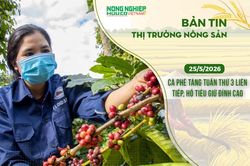 Thị trường nông sản 25/5/2026: Cà phê tăng tuần thứ ba liên tiếp, hồ tiêu giữ đỉnh cao