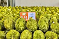 Hỗ trợ sản xuất sầu riêng theo tiêu chuẩn VietGAP