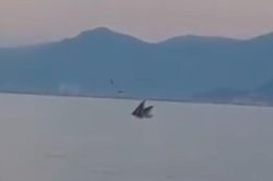 Cá voi trở lại vịnh Nha Trang