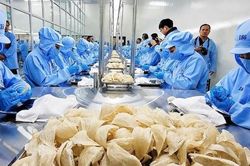 Tổ yến thuộc nhóm rủi ro cao, không được gia hạn tự động mã đăng ký vào Trung Quốc