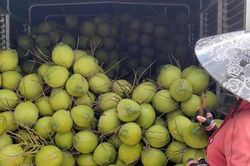 Vĩnh Long tổ chức CocoNext 2026: Mở đường cho ngành dừa tăng tốc chuỗi giá trị xanh