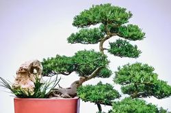 4 loại cây được nhiều người tin rằng giúp giảm thị phi, tạo năng lượng tích cực