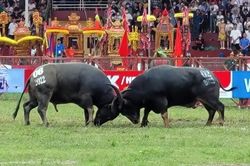 Vòng loại Lễ hội chọi trâu Đồ Sơn 2026 sẽ có 32 trâu chọi đua tranh