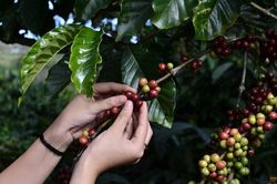 Giá nông sản hôm nay (26/5): Giá cà phê quay đầu giảm nhẹ, hồ tiêu đi ngang