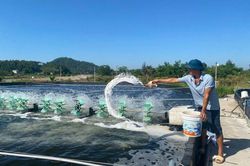 Chủ động ứng phó với nắng nóng, bảo vệ diện tích nuôi trồng thủy sản