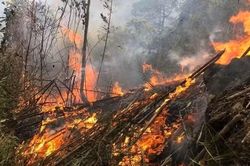 Chủ động tăng cường phòng cháy, chữa cháy rừng do nắng nóng