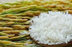 Giá gạo nguyên liệu xuất khẩu giảm nhẹ, thị trường lúa gạo ngày 26/5 giao dịch chậm