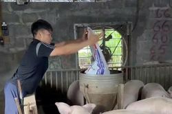 Chăn nuôi an toàn trước dịch bệnh