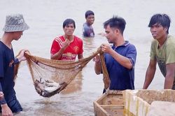 Săn “lộc trời” mùa nước cạn ven hồ Ayun Hạ
