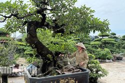 Xanh mướt phố hoa Nam Điền