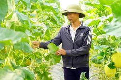 Khởi nghiệp với dưa lưới hữu cơ