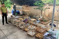 Phường Bà Rịa: Đột xuất kiểm tra cơ sở kinh doanh, tạm giữ 35 cá thể chim chào mào